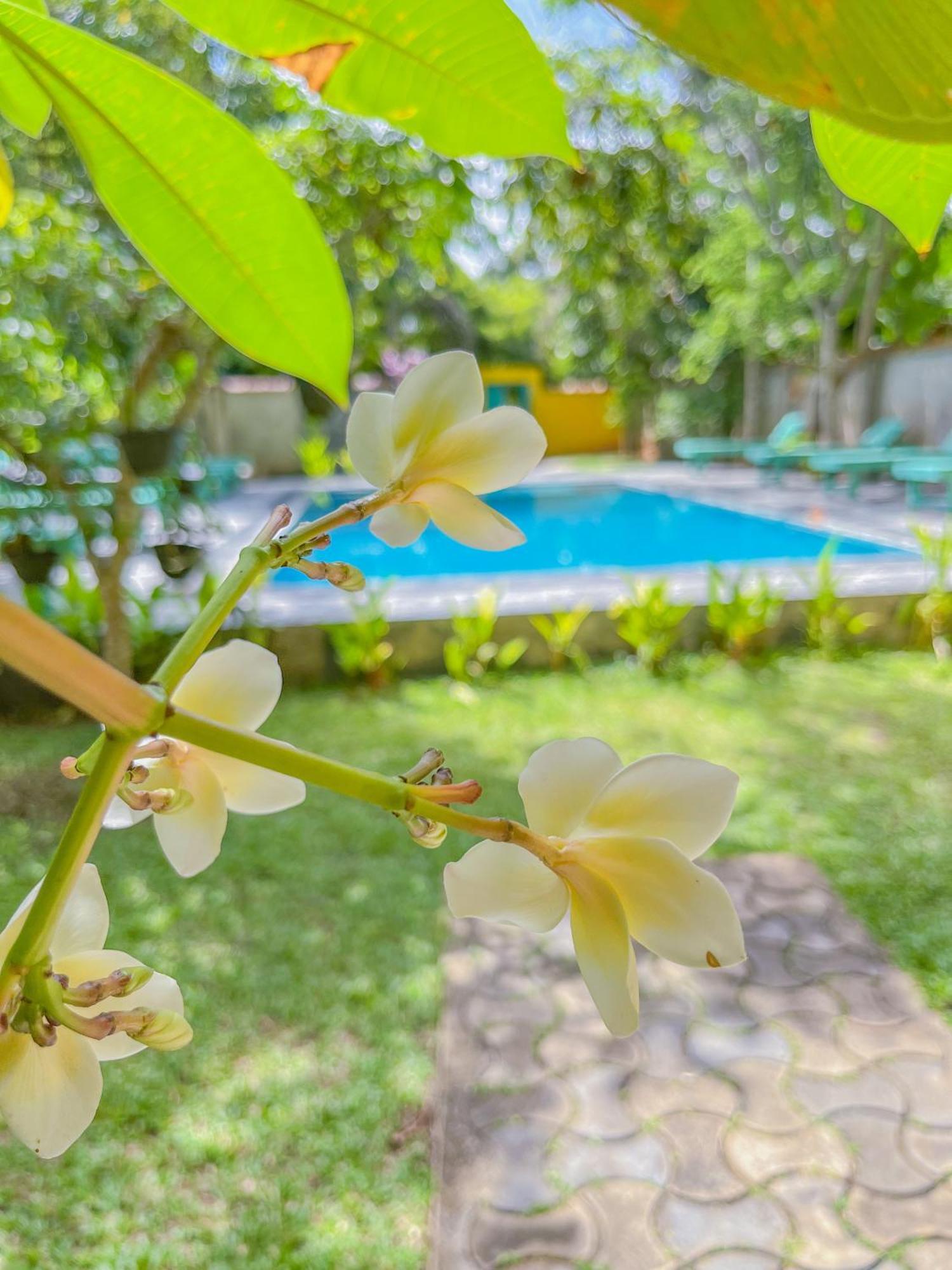 Easy Living Hotel ฮิกคาดูวา ภายนอก รูปภาพ